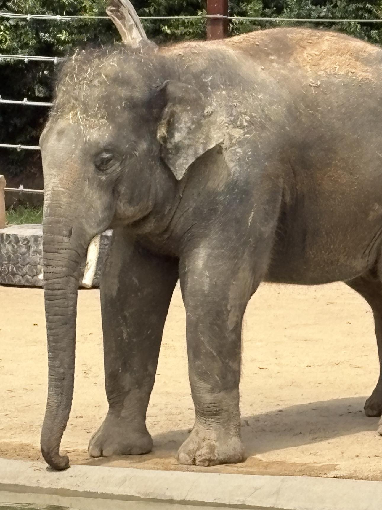 A day at the Zoo, is a workout.